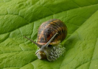 Sabia que os cavaleiros medievais tinham medo de caracóis? Descubra aqui porquê