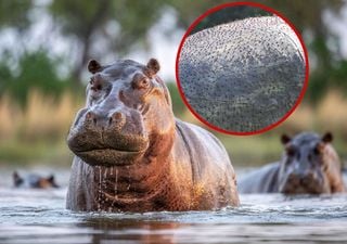 ¿Sabías que el sudor de los hipopótamos es rosa? El motivo te va a sorprender