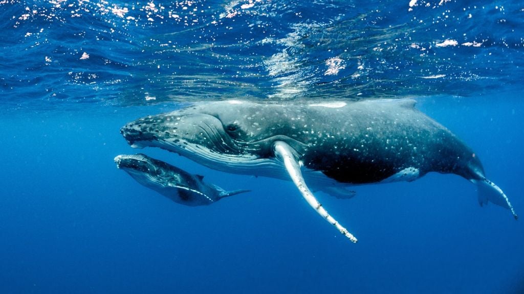 Estos hermosos ejemplares capturan una cantidad importante de carbono, llamado "carbono azul".