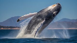 &iquest;Sab&iacute;as que las ballenas combaten el cambio clim&aacute;tico? Su capacidad de captura de carbono supera a la de los bosques