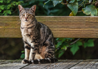 ¿Sabías que los gatos predicen el tiempo atmosférico? Así celebramos su día en Meteored