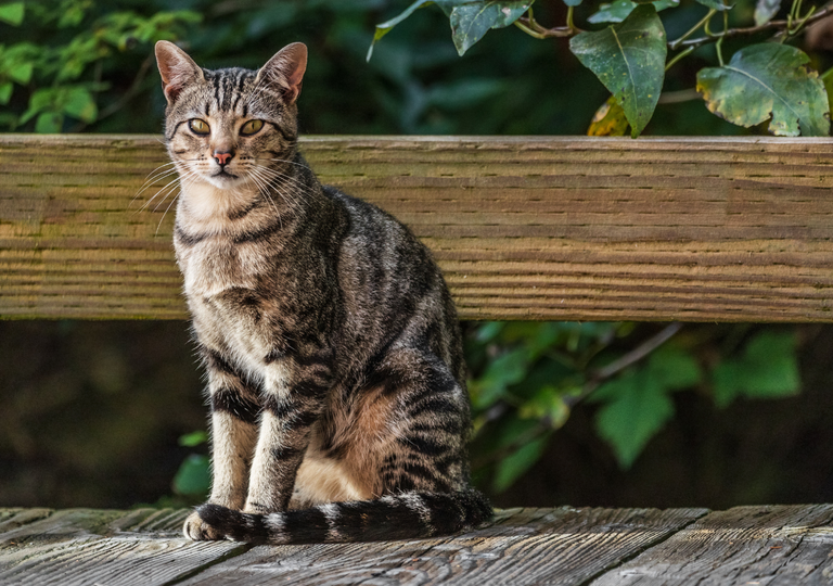 ¿Sabías que los gatos predicen el tiempo atmosférico? Así celebramos su día en Meteored