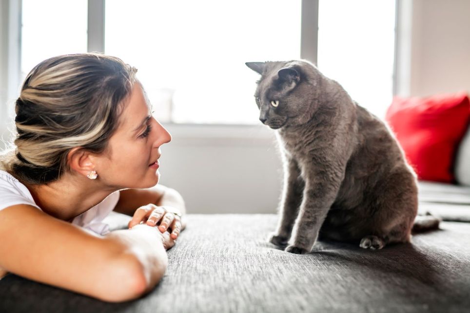 Alguns estudos demonstraram que ter um gato traz benefícios para a sua saúde. Alguns estudos demonstraram que ter um gato traz benefícios para a sua saúde.