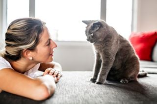 ¿Sabías que los gatos pueden ayudar a reducir la ansiedad y el estrés? Los expertos explican cómo