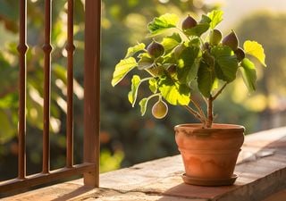 ¿Sabías que se puede cultivar una higuera en una maceta? Con estos trucos y consejos el éxito está asegurado