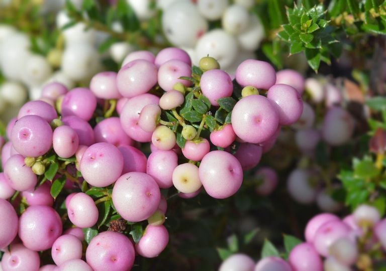 Sabor nativo: 4 arbustos frutales que puedes cultivar en jardines del sur de Chile