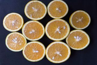 Sabor que chega cedo: "Kawatta" e "Majorca" antecipam a colheita de laranjas no Brasil