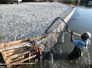 Severa crisis ambiental se registra en Grecia: contaminación del agua ocasiona millones de peces muertos