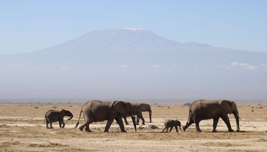 Le safari, le rêve de beaucoup de voyageurs Le safari, le rêve de beaucoup de voyageurs