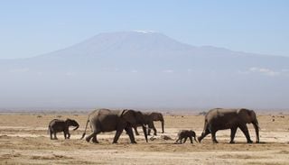 Et si vous optiez pour un safari v&eacute;gan pour vos prochaines vacances ?