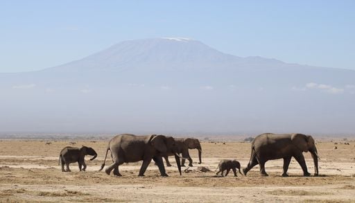 Et si vous optiez pour un safari v&eacute;gan pour vos prochaines vacances ?