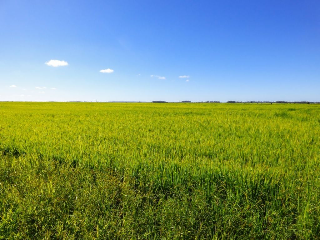 Arroz, milho, soja, Brasil