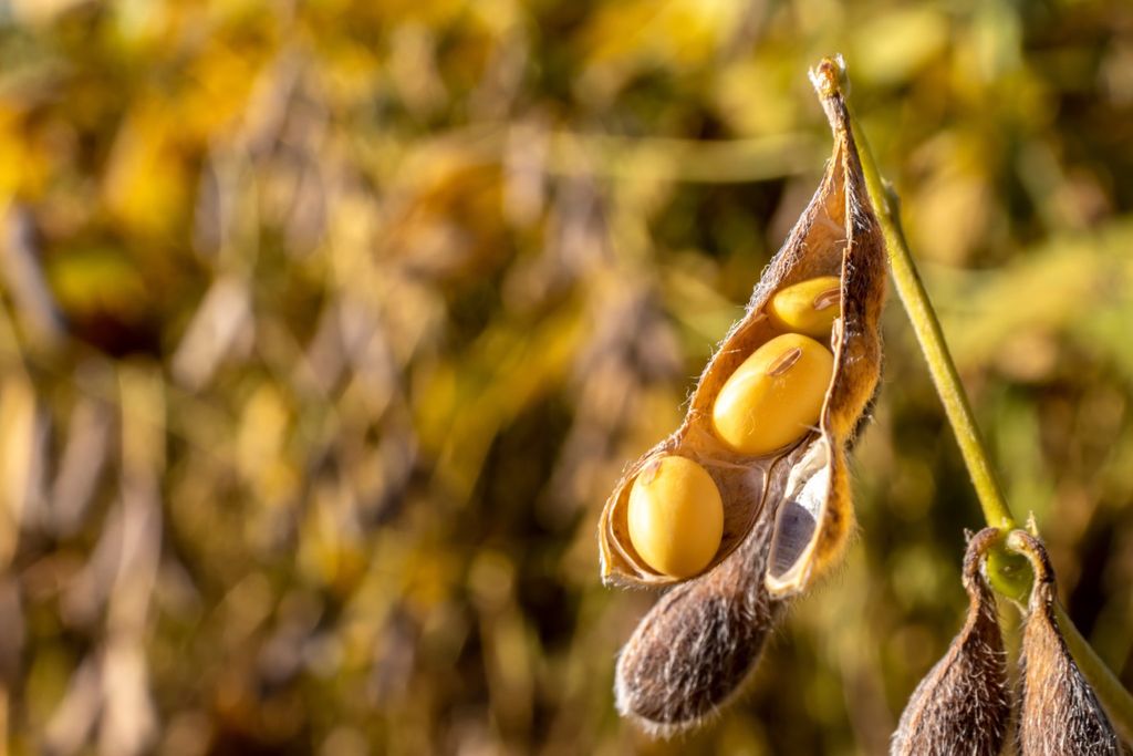 CONAB, soja, plantio