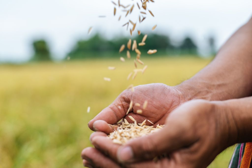 Arroz, safra 2025, produtividade Arroz, safra 2025, produtividade