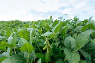 Safra 2024/25: recorde à vista; clima em observação