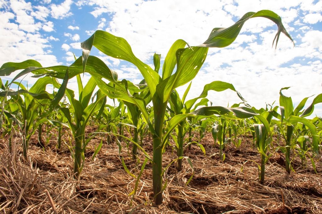 Pequenas variações de chuva e temperatura têm grande impacto na produtividade.