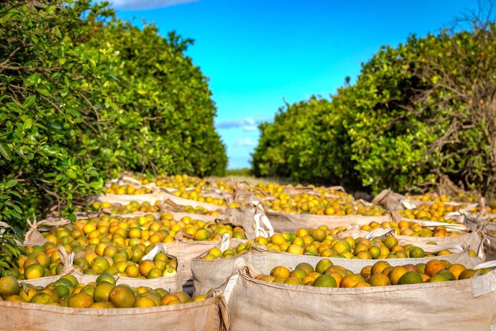 O tamanho do fruto influencia diretamente o número de laranjas por caixa na safra.