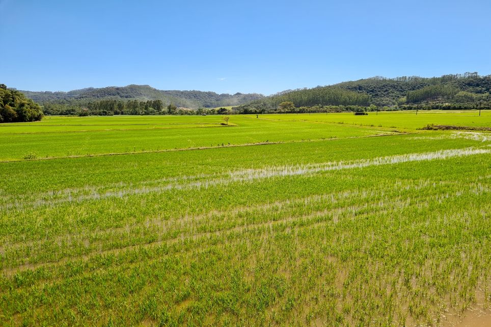 Arroz, plantío, CONAB