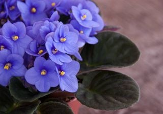 Saiba como pode ter as violetas africanas no interior de sua casa durante todo o ano!