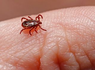 Saiba o que é e como se proteger da Febre Maculosa 