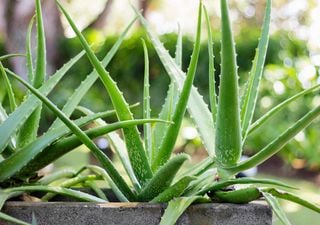 Saiba quais os motivos que podem levar à flacidez da sua planta de aloé vera