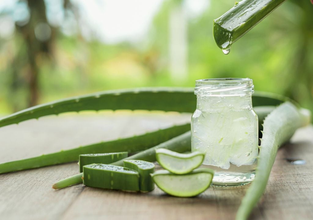 Aloe vera Aloe vera