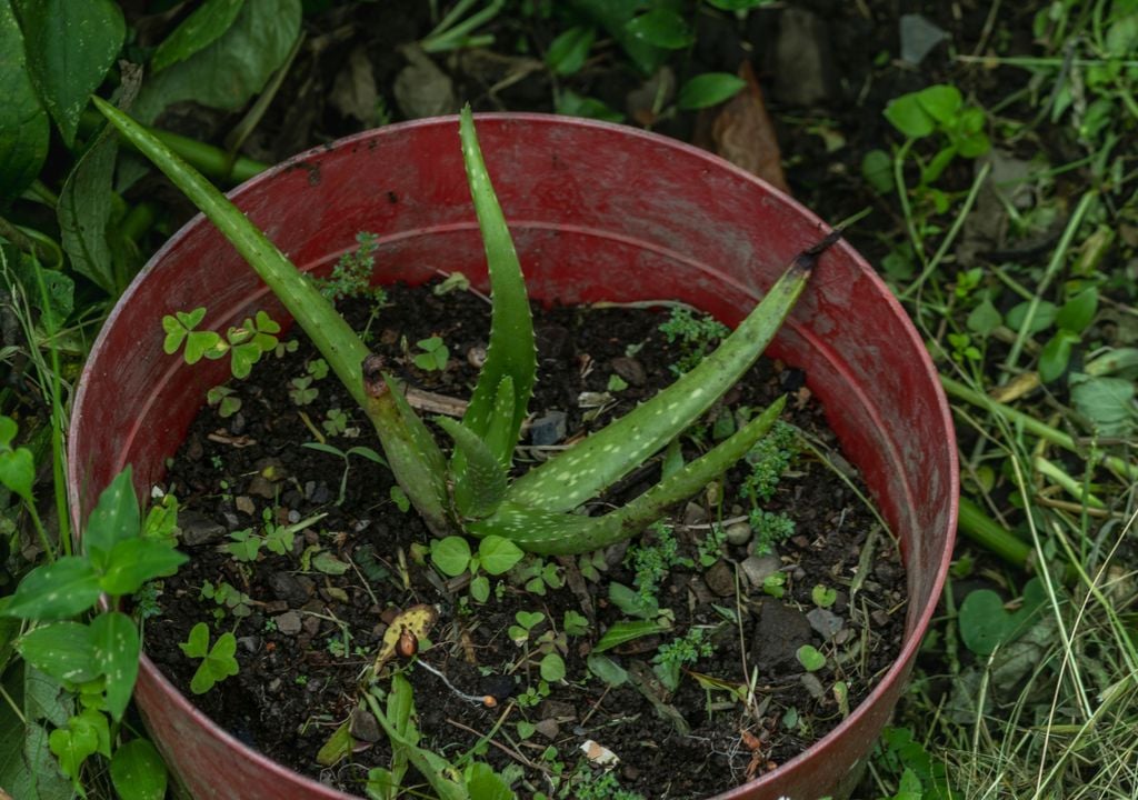 Aloe vera no inverno Aloe vera no inverno