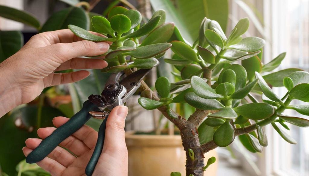 Importância da poda Uma poda regular ajuda a estimular novas ramificações, mantendo a árvore-de-jade mais densa, equilibrada e saudável.