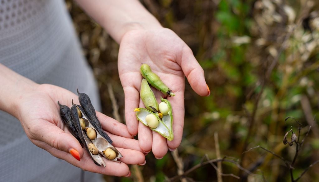 Légume Petit pois Agriculture sécheresse pénurie Quand les légumes n'ont pas brûlé à cause de la chaleur et de la sécheresse, leur calibre est moins important ou ils sont moins "beaux".