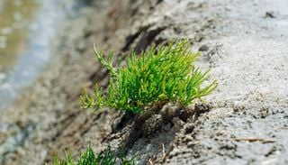 Salicornia: qu&eacute; es, d&oacute;nde encontrarla y c&oacute;mo usar este &ldquo;esp&aacute;rrago de mar&rdquo; en gastronom&iacute;a