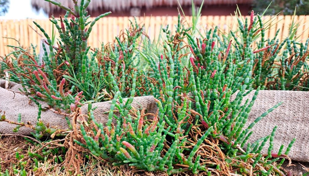 Salicornia en La Serena es un proyecto culinario vegano y sustentable donde la salicornia es parte del paisaje. Imagen: Carolina Aliaga