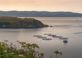 Salmon deaths in Scottish fish farms double in a year