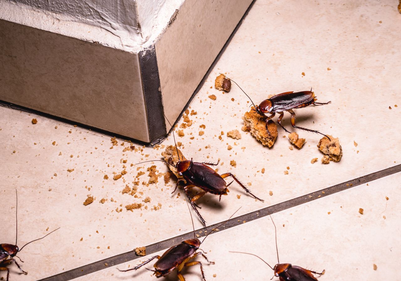 Al aplastar una cucaracha, se libera su contenido interno, incluyendo bacterias como Salmonella, E. coli, estreptococo y estafilococo, que causan enfermedades gastrointestinales, fiebre tifoidea y otras infecciones.