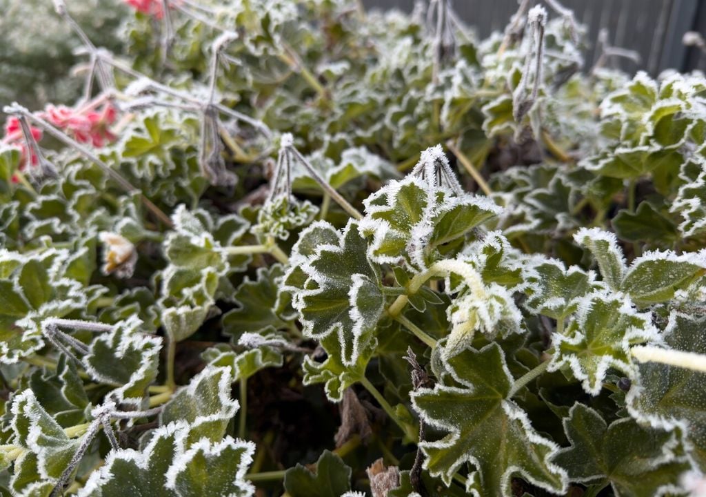 Salva il tuo geranio dal freddo: scopri come proteggere le piante di geranio durante l'inverno e farle vivere per molti anni