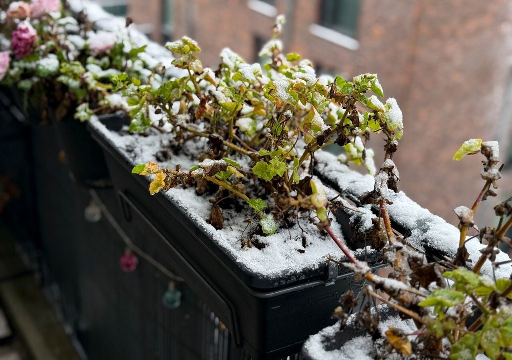 Gerani sotto la neve: d'inverno assumono un aspetto sofferente, ma in primavera sono capaci di riprendersi con nuovi germogli e fioriture; meglio però prevenire i danni da freddo mettendoli al riparo