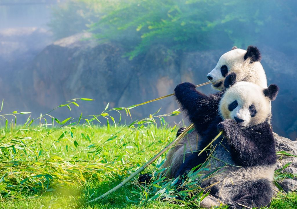 pandas pandas