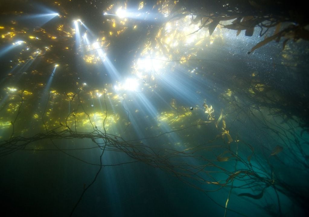 Bosque de kelp