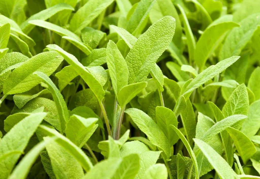 Salvia: planta conta com propriedades medicinais (P A Thompson/Getty Images) Este é um trecho original publicado em Exame.com. Leia a matéria completa em https://exame.com/ciencia/planta-comum-em-quintais-guarda-grandes-poderes-turbina-a-memoria-e-previne-diabetes-saiba-qual/?utm_source=copiaecola&utm_medium=compartilhamento Salvia: planta conta com propriedades medicinais (P A Thompson/Getty Images) Este é um trecho original publicado em Exame.com. Leia a matéria completa em https://exame.com/ciencia/planta-comum-em-quintais-guarda-grandes-poderes-turbina-a-memoria-e-previne-diabetes-saiba-qual/?utm_source=copiaecola&utm_medium=compartilhamento