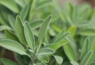 Sálvia: a planta que melhora a memória e alivia sintomas da menopausa