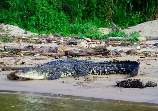 Salzwasserriesen auf Reisen: Wie Leistenkrokodile tausende Kilometer &uuml;ber den Indischen Ozean schwammen