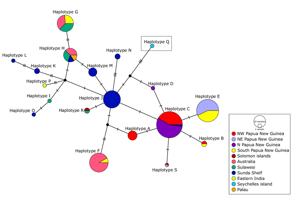 Gen-Netzwerk basierend auf allen Sequenzen der Kontrollregion von Crocodylus porosus. Es wurden 19 Gene (Haplotypen) identifiziert; der eingerahmte Typ gehört zum Seychellen-Krokodil. Bild: Agne et al., 2026