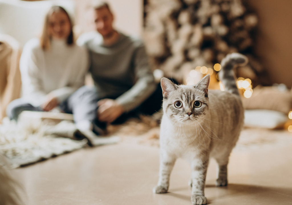 Además de paseos diarios, completar los controles veterinarios de rutina y estar al día con la vacunación son "regalos" muy útiles para las mascotas.
