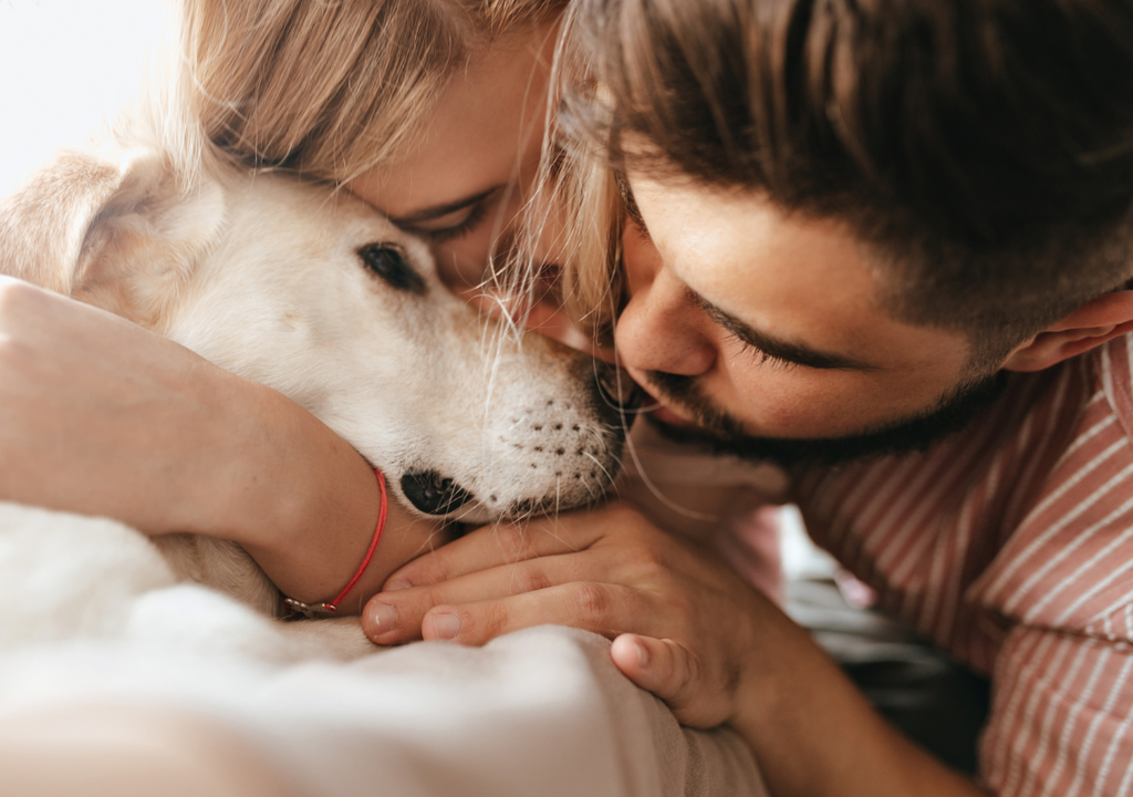 Estimular el juego, sostener rutinas y generar espacios de enriquecimiento ambiental, algunos tips para incentivar a los perros.