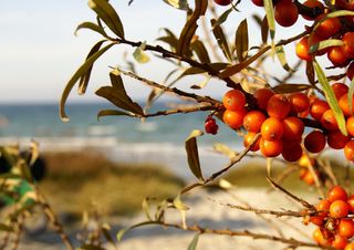 Sanddorn – die Wunderfrucht des Nordens