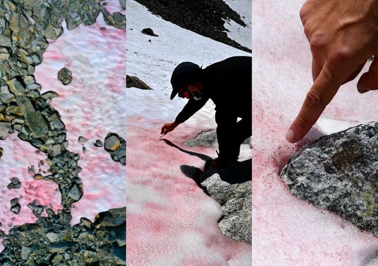 Sangue glacial: Descobertas alarmantes sobre a neve vermelha Sangue glacial: Descobertas alarmantes sobre a neve vermelha