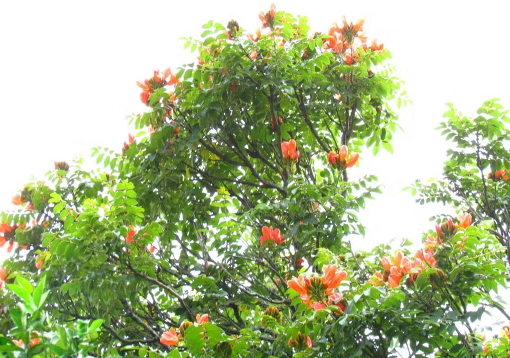 Campanha ambiental em SC alerta sobre os perigos da espatódea