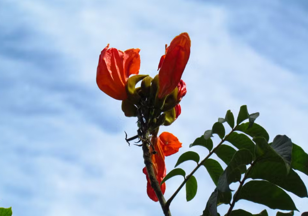 Com suas flores vistosas, a espatódea engana à primeira vista.