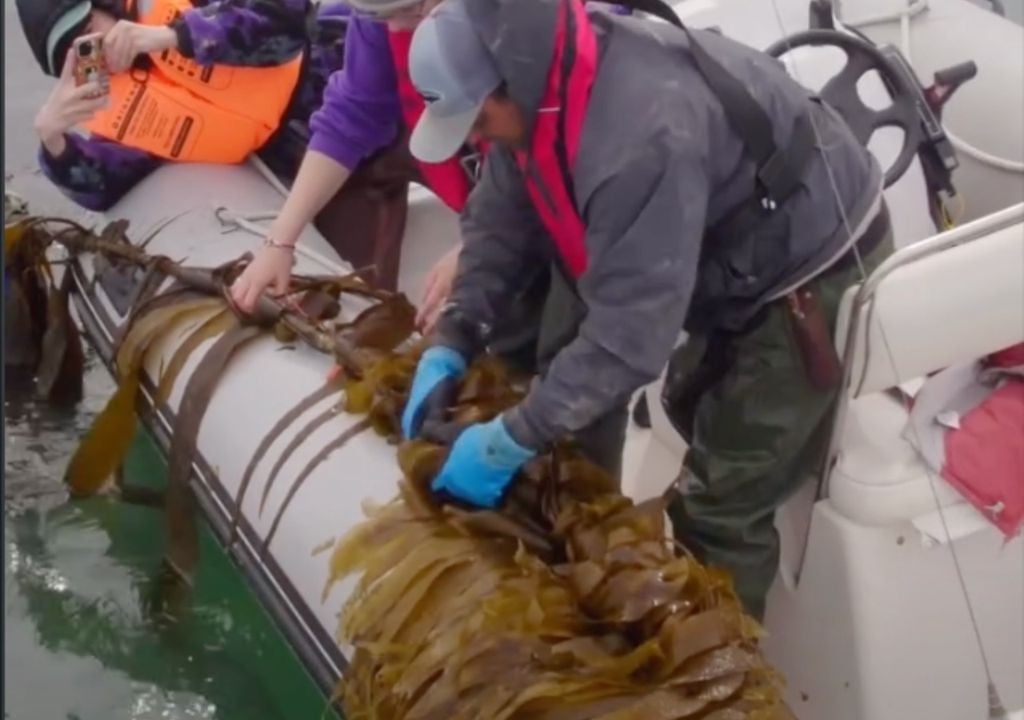 algas Las estructuras conocidas como longlines permiten desarrollar cultivos suspendidos en aguas frías de la Patagonia argentina. Gentileza: IG @porelmar_org