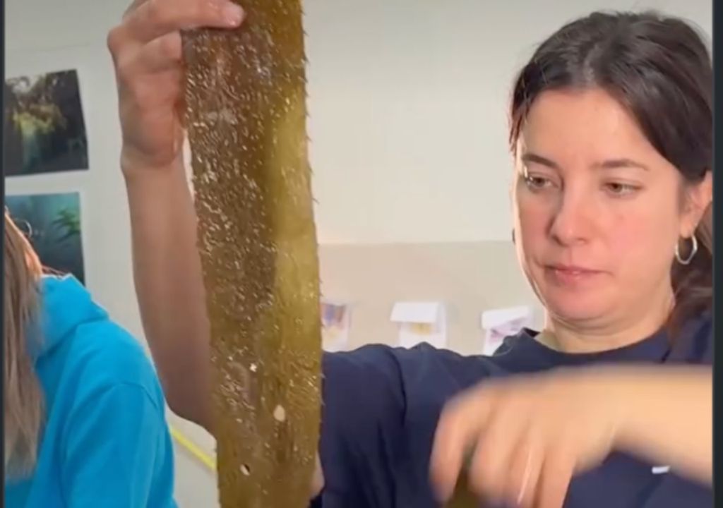algas Equipos científicos argentinos avanzan en investigaciones sobre macroalgas para aplicaciones alimentarias, agrícolas y biotecnológicas. Gentileza: IG @porelmar_org