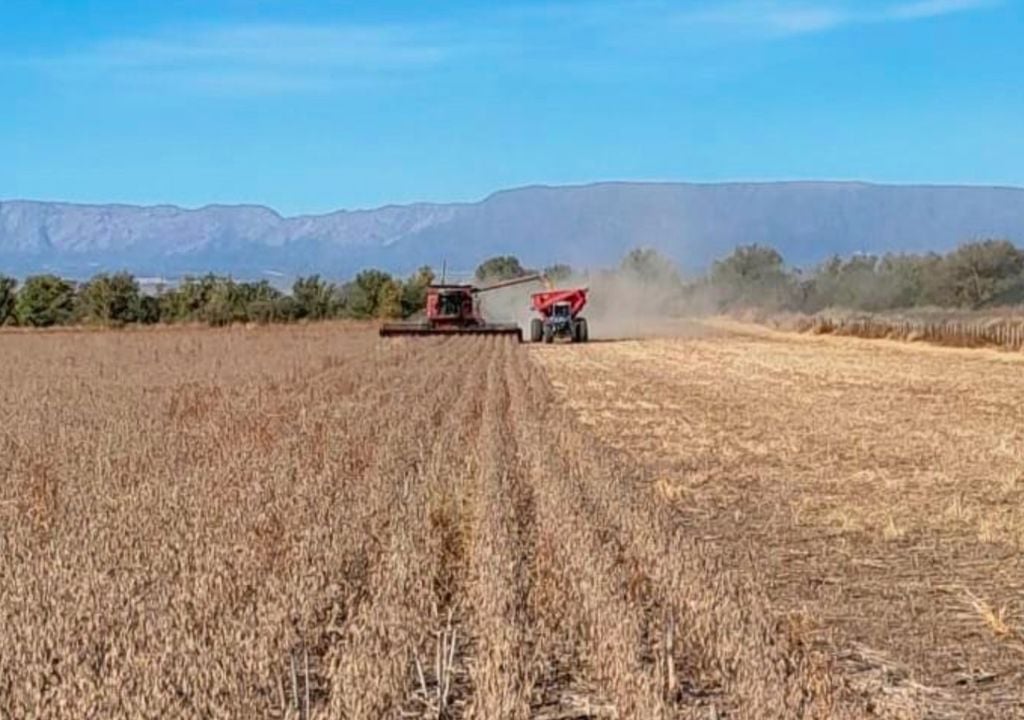 Cosecha de soja de primera en la localidad de Tilisarao, San Luis. Gentileza: Marcelo Bongiovanni, para la Bolsa de Cereales de Buenos Aires.